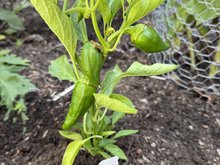 vegetable_garden_26/vegetables