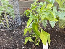 vegetable_garden_26/vegetables