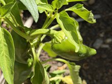 vegetable garden