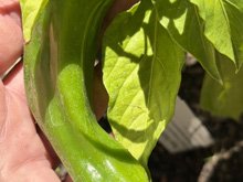 vegetable garden