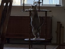 Valentine's Day decorations