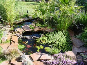 Maintaining your pond.